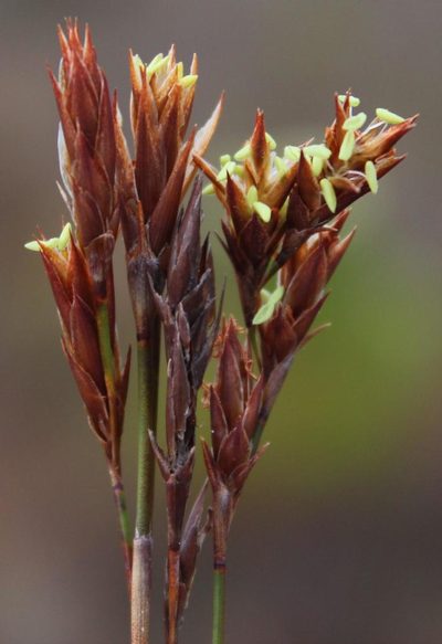 Restio bifidus, photographed by Tony Rebelo