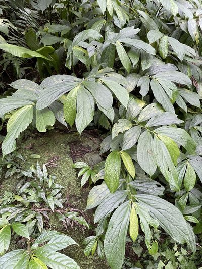 Elatostema platyphyllum, photographed by chen ying-hsiao