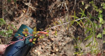 Keckiella ternata, photographed by Tom and T Herman