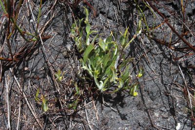 Centella tridentata, photographed by Tony Rebelo