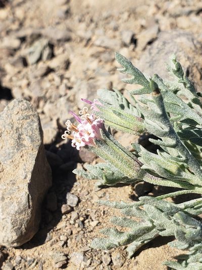 Chaenactis thompsonii, photographed by Jon Eilers