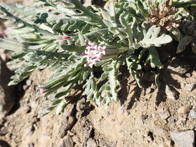 Chaenactis thompsonii, photographed by Jon Eilers
