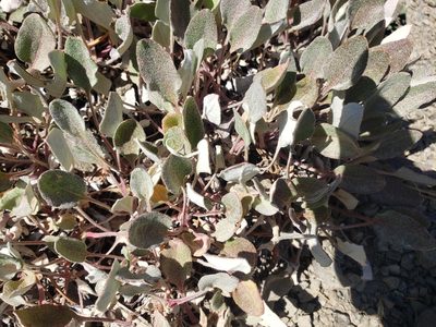 Eriogonum compositum, photographed by Jon Eilers