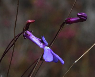 Lobelia chamaepitys, photographed by Tony Rebelo