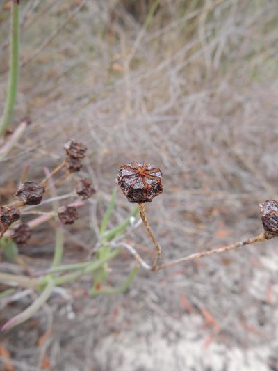 Ruschia tecta, photographed by Jacques van der Merwe
