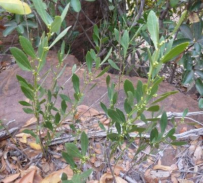 Salacia rehmannii, photographed by M Kriek
