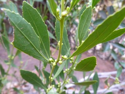 Salacia rehmannii, photographed by M Kriek