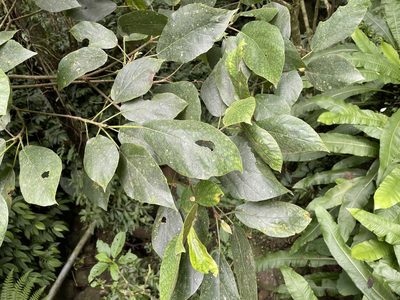 Ficus erecta, photographed by chen ying-hsiao