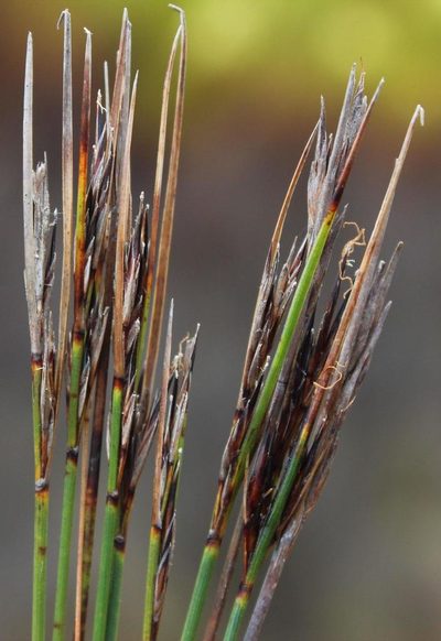 Schoenus neovillosus, photographed by Tony Rebelo