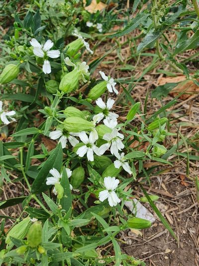Silene procumbens, photographed by Анна Митрошенкова