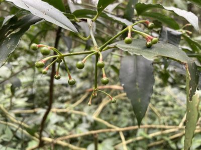Ardisia polysticta, photographed by chen ying-hsiao