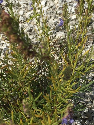 Hyssopus officinalis, photographed by Елена Патерикина
