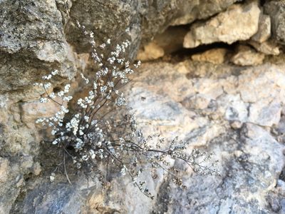Argyrochosma limitanea, photographed by Cecelia Alexander