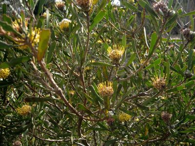 Leucospermum muirii, photographed by Di Turner