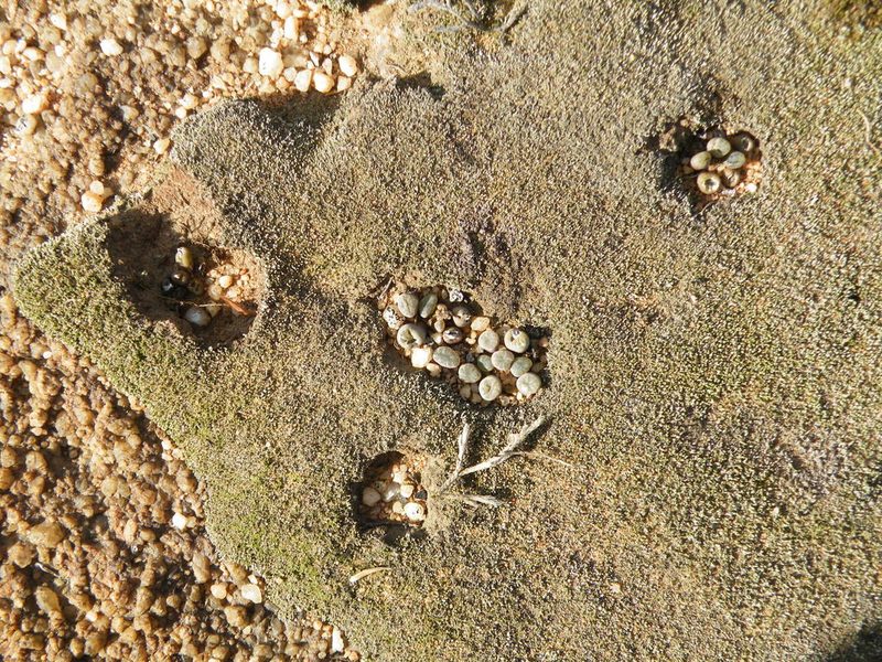 Frithia humilis, photographed by Antoinette Eyssell Knox