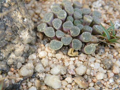 Frithia humilis, photographed by Antoinette Eyssell Knox