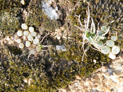 Frithia humilis, photographed by Antoinette Eyssell Knox