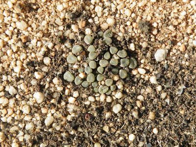 Frithia humilis, photographed by Antoinette Eyssell Knox