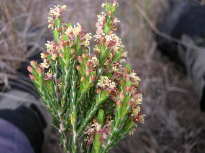 Passerina rubra, photographed by Di Turner