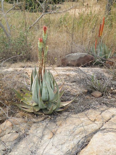 Aloe petricola, photographed by Antoinette Eyssell Knox