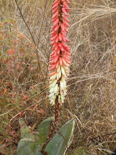 Aloe petricola, photographed by Antoinette Eyssell Knox
