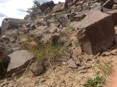 Elymus scribneri, photographed by Matt Lavin