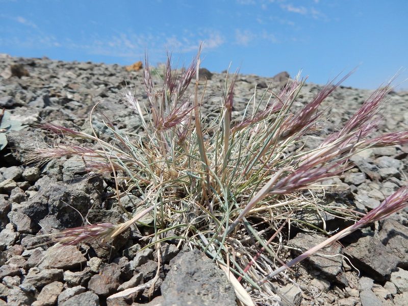 Elymus scribneri, photographed by Matt Lavin