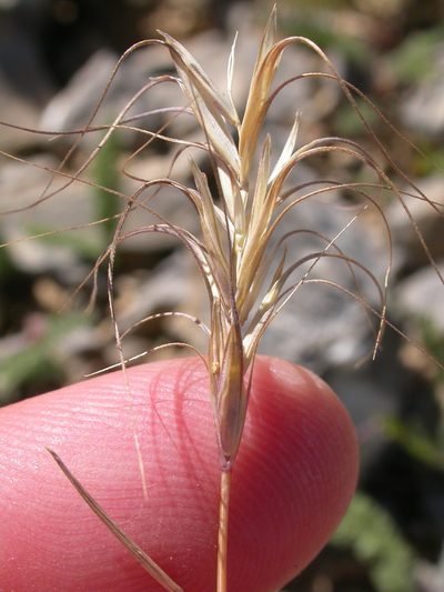 Elymus scribneri, photographed by Matt Lavin