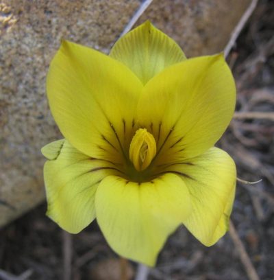 Romulea austinii, photographed by douglaseustonbrown