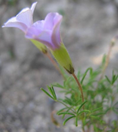 Oxalis engleriana, photographed by douglaseustonbrown