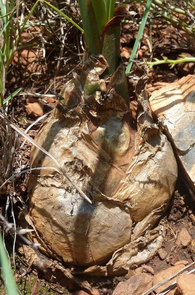 Zulusia delagoensis, photographed by Andrew Hankey
