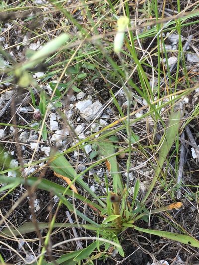 Silene chlorantha, photographed by Елена Патерикина