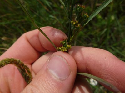 Bupleurum affine, photographed by Gabriel Mayrhofer