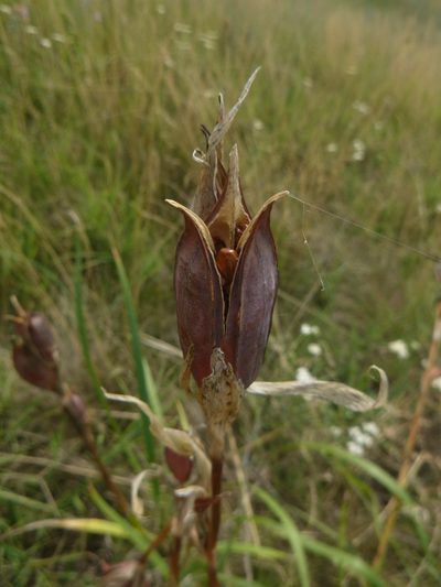 Iris spuria, photographed by Gabriel Mayrhofer