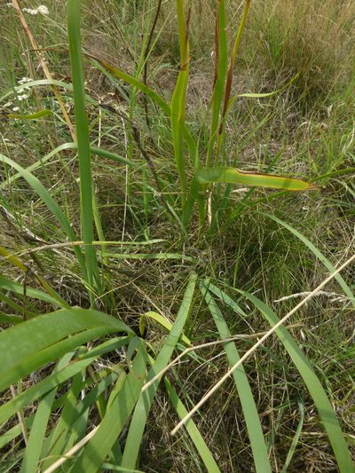 Iris spuria, photographed by Gabriel Mayrhofer