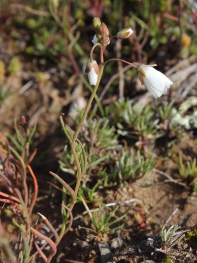 Heliophila clarkii, photographed by Tony Rebelo