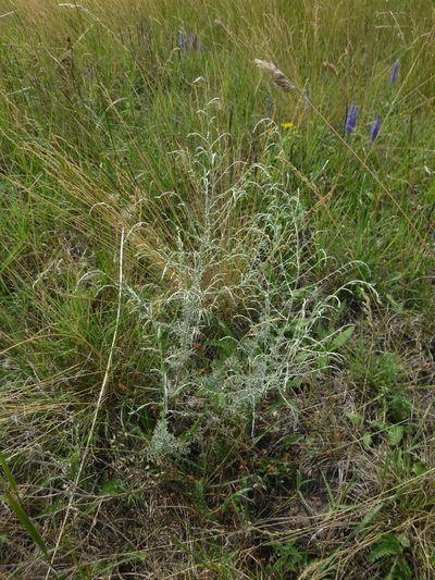 Artemisia pontica, photographed by Gabriel Mayrhofer