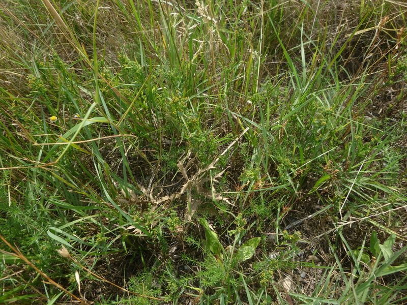 Bupleurum affine, photographed by Gabriel Mayrhofer