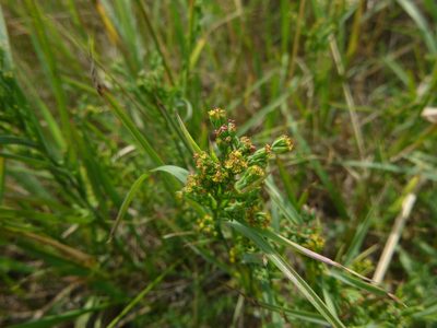 Bupleurum affine, photographed by Gabriel Mayrhofer