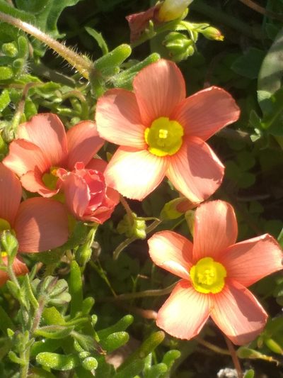 Oxalis inaequalis, photographed by kevin koen