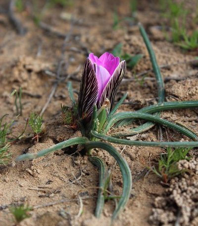 Romulea atrandra, photographed by Tony Rebelo