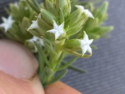 Thesium sonderianum, photographed by kevin koen