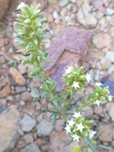 Thesium sonderianum, photographed by kevin koen