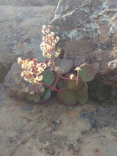 Crassula nemorosa, photographed by kevin koen