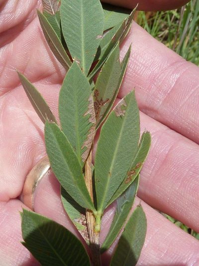 Searsia pondoensis, photographed by Andrew Hankey