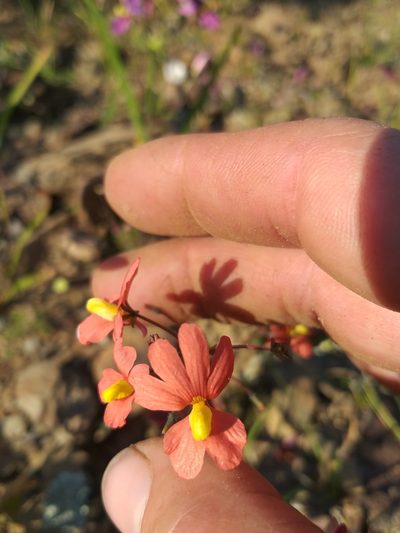 Nemesia pageae, photographed by kevin koen