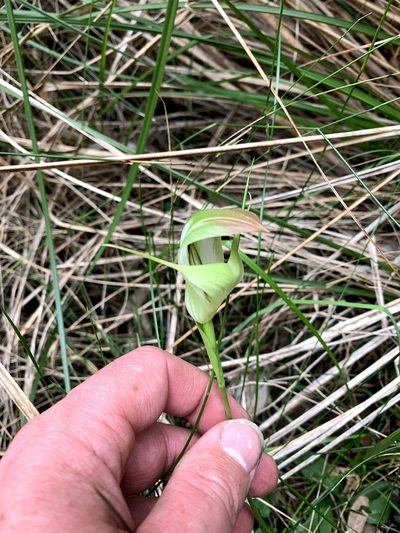 Pterostylis baptistii, photographed by Lukas Clews