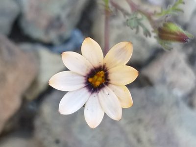 Osteospermum pinnatum, photographed by kevin koen