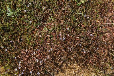 Limosella longiflora, photographed by Tony Rebelo