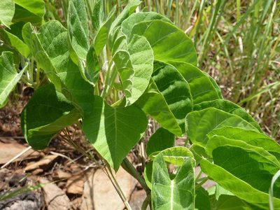 Ipomoea albivenia, photographed by Andrew Hankey